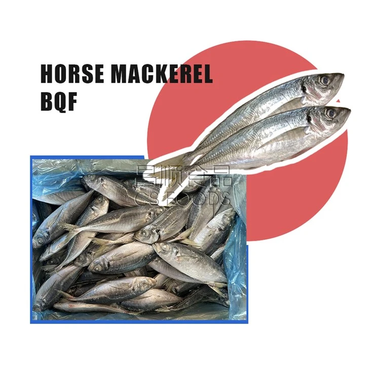 A Jack Mackerel